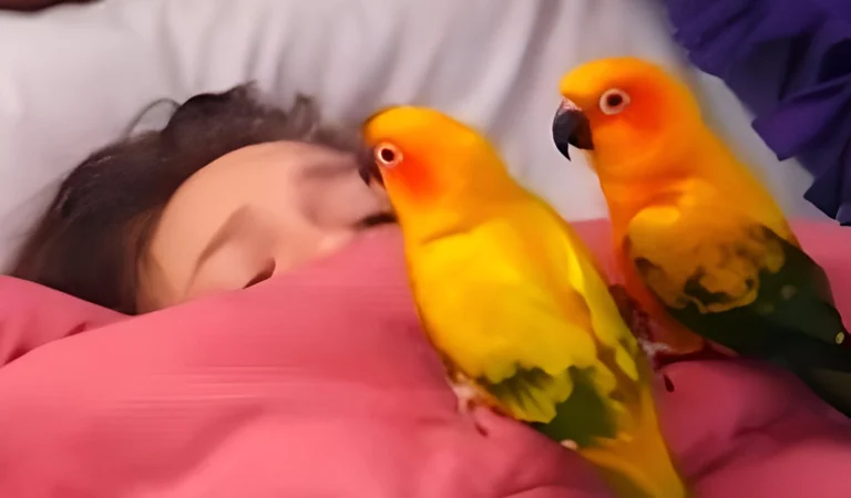 Two Noisy Parrots Sneak Up on Their Sleeping Owner—What They Did Next Had Everyone Cracking Up!