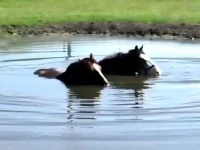 Watch These Two Horses Splash Around in a Pond, Their Bubble Blowing Will Make You Smile!