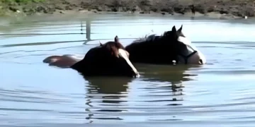 Watch These Two Horses Splash Around in a Pond, Their Bubble Blowing Will Make You Smile!