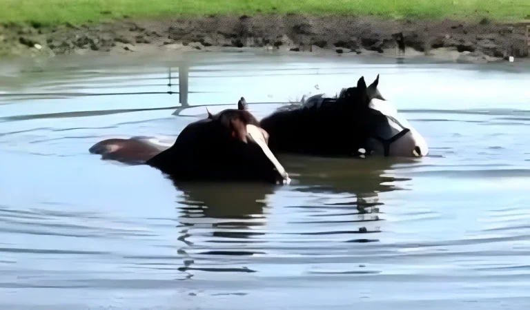 Watch These Two Horses Splash Around in a Pond, Their Bubble Blowing Will Make You Smile!