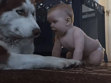 When a Baby Surprised a Husky, the Dog's Heartwarming Reaction Will Leave You Smiling!