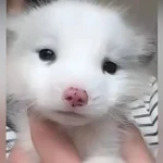 Woman Adopts Adorable White Puppy—Months Later, Vets Reveal It’s Not a Dog, Leaving Her Stunned