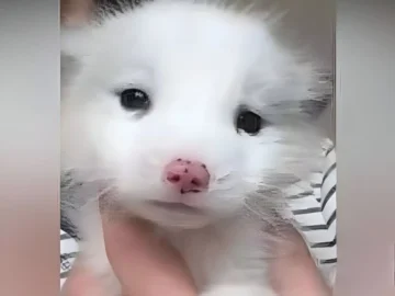 Woman Adopts Adorable White Puppy—Months Later, Vets Reveal It’s Not a Dog, Leaving Her Stunned