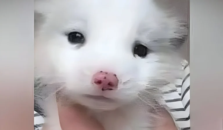 Woman Adopts Adorable White Puppy—Months Later, Vets Reveal It’s Not a Dog, Leaving Her Stunned