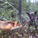 You Won’t Believe the Heartwarming Friendship Between This Hound and Fox, It’s Like a Storybook Come to Life!