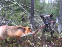 You Won’t Believe the Heartwarming Friendship Between This Hound and Fox, It’s Like a Storybook Come to Life!