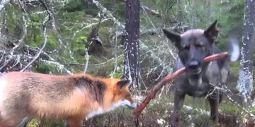 You Won’t Believe the Heartwarming Friendship Between This Hound and Fox, It’s Like a Storybook Come to Life!