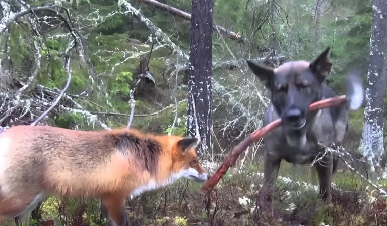 You Won’t Believe the Heartwarming Friendship Between This Hound and Fox, It’s Like a Storybook Come to Life!