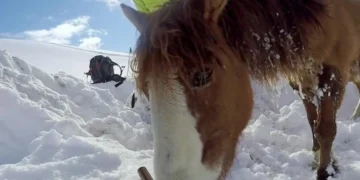 Snowboarder Saw A Stranded Horse In The Freezing Mountains. What He Does Next Will Bring You to Tears!