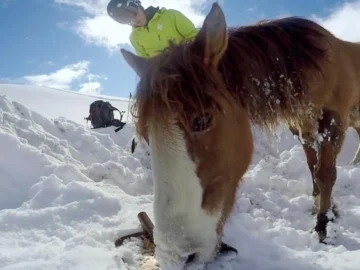 Snowboarder Saw A Stranded Horse In The Freezing Mountains. What He Does Next Will Bring You to Tears!