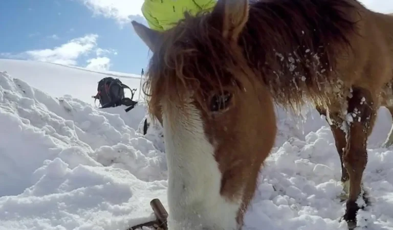 Snowboarder Saw A Stranded Horse In The Freezing Mountains. What He Does Next Will Bring You to Tears!