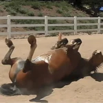 You Won’t Believe How This Horse Handles Gas Trouble—It’s Absolutely Hilarious!