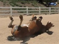 You Won’t Believe How This Horse Handles Gas Trouble—It’s Absolutely Hilarious!