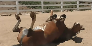 You Won’t Believe How This Horse Handles Gas Trouble—It’s Absolutely Hilarious!