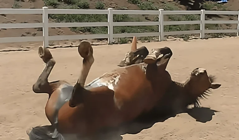 You Won’t Believe How This Horse Handles Gas Trouble—It’s Absolutely Hilarious!