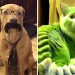 30+ Hilarious Photos That Are A Must-See For Any Animal Lover