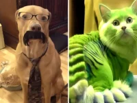 30+ Hilarious Photos That Are A Must-See For Any Animal Lover