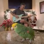 Bird Hears “Sultans of Swing” and Can’t Stop Rocking Out 4M Views