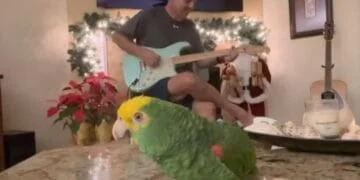 Bird Hears “Sultans of Swing” and Can’t Stop Rocking Out 4M Views