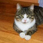 Cat’s Classic “I Don’t Care” Reaction to Being Told Off Has Everyone Laughing