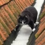 Cat's Clever Trick to Avoid Snow Has Everyone Laughing