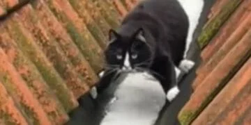 Cat's Clever Trick to Avoid Snow Has Everyone Laughing