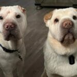 Couple Adopts Rescue Dog, Never Realizing He's Actually Related to Their Other Dog