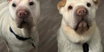 Couple Adopts Rescue Dog, Never Realizing He's Actually Related to Their Other Dog