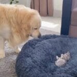 Golden’s Comical ‘Showdown’ With Kitten Over Bed Scores 41M Views