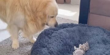 Golden’s Comical ‘Showdown’ With Kitten Over Bed Scores 41M Views