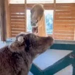 Persistent Cow Can't Stop Kissing Angry Horse. Even When the Horse Bites Back!