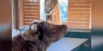 Persistent Cow Can't Stop Kissing Angry Horse. Even When the Horse Bites Back!