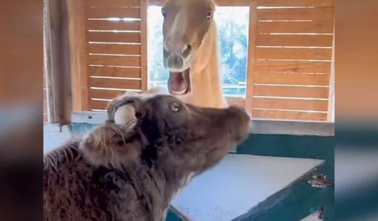 Persistent Cow Can’t Stop Kissing Angry Horse. Even When the Horse Bites Back!