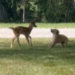 Sweet Encounter Between Puppy and Baby Deer Melts Hearts