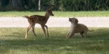 Sweet Encounter Between Puppy and Baby Deer Melts Hearts